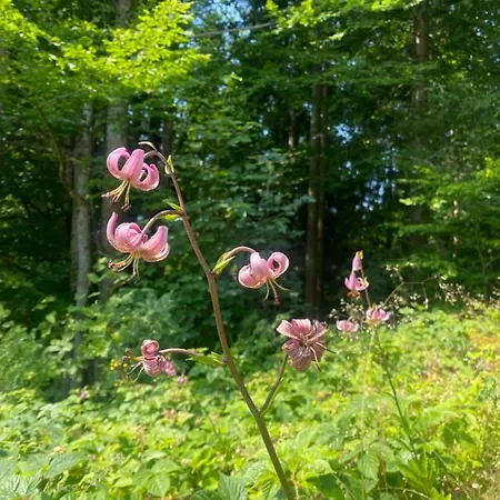 Ploeckenstein * Schwarzenberg am Bohmerwald