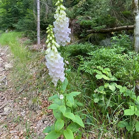 Holiday home Ploeckenstein *