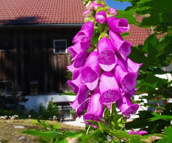 Ploeckenstein Tatil Evi Schwarzenberg am Bohmerwald