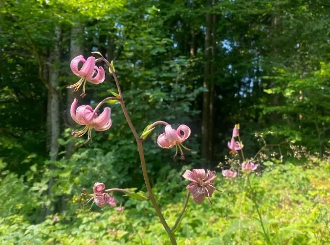 Ploeckenstein * Schwarzenberg am Bohmerwald