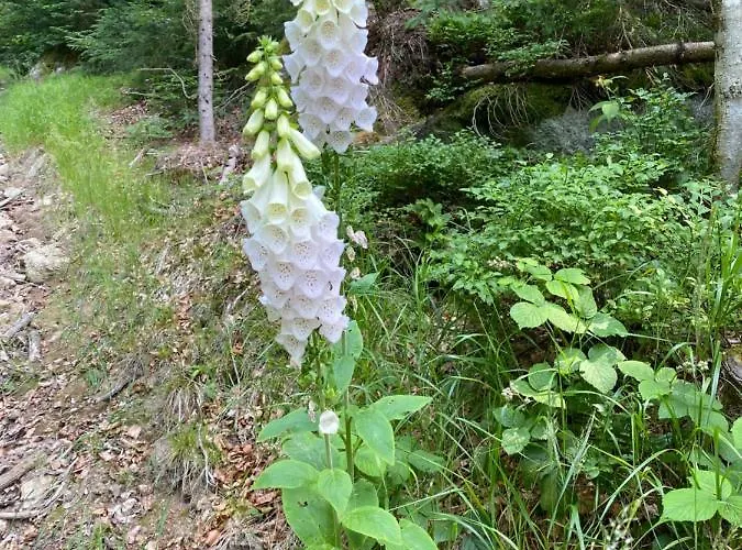 Tatil Evi Ploeckenstein *