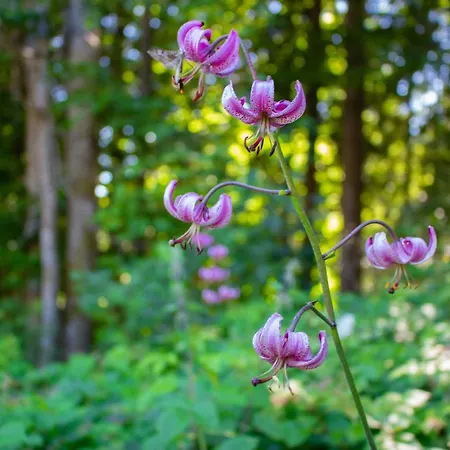 Ploeckenstein Vakantiehuis Schwarzenberg am Bohmerwald