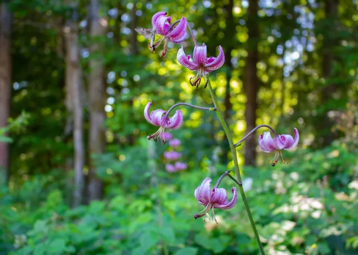 Ploeckenstein بيت للعطل Schwarzenberg am Bohmerwald